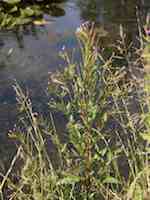 Amerikansk dunört (E. adenocaulon). Blommande plantor.